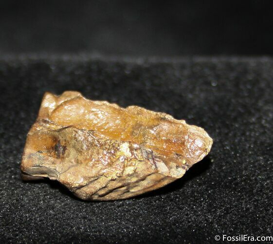 Triceratops Tooth From Montana #749